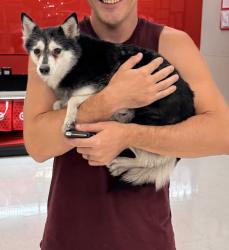 Reunited Female Dog last seen Maple Sugar St 7100, Las Vegas, NV 89149