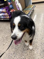 Reunited Male Dog last seen Pet Supplies Plus, Hickory, NC 28601