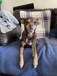 Lost Female Dog last seen Copia and Justus, El Paso, TX 79930