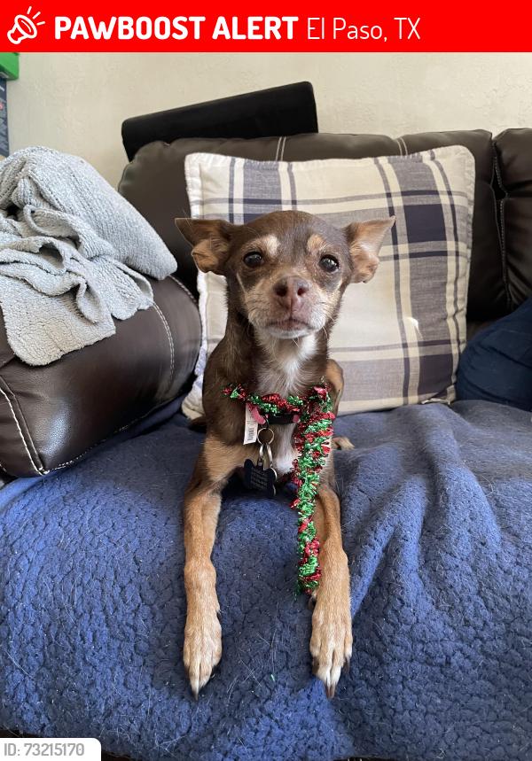 Lost Female Dog last seen Copia and Justus, El Paso, TX 79930