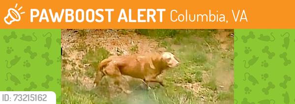 Found/Stray Unknown Dog last seen Shannon HIll Rd, Columbia, VA 23038
