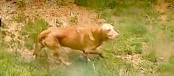 Found/Stray Unknown Dog last seen Shannon HIll Rd, Columbia, VA 23038