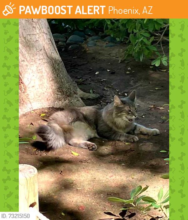 Found/Stray Unknown Cat last seen at Japanese Friendship Garden Phoenix, Phoenix, AZ 85003