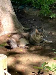 Found/Stray Unknown Cat last seen at Japanese Friendship Garden Phoenix, Phoenix, AZ 85003