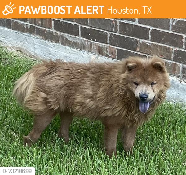 Found/Stray Male Dog last seen Chimney Rock/FM-2234, Houston, TX 77053