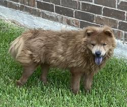 Found/Stray Male Dog last seen Chimney Rock/FM-2234, Houston, TX 77053