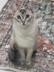 Reunited Female Cat last seen Near Storm Dr, Bedford, TX 76022, USA, Bedford, TX 76022