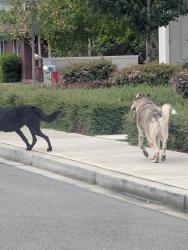 Found/Stray Unknown Dog last seen Carpenter and 13th. Skagit surgery center, Mount Vernon, WA 98274