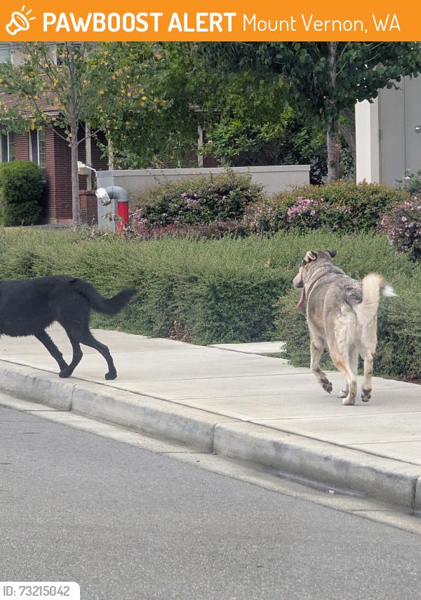 Found/Stray Unknown Dog last seen Carpenter and 13th. Skagit surgery center, Mount Vernon, WA 98274