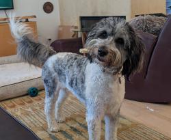Reunited Female Dog last seen Greenbelt near community Center in Hermosa Beach, Hermosa Beach, CA 90254