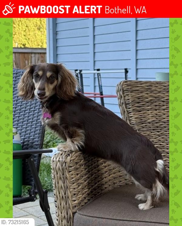 Lost Female Dog last seen 15th Ave SE & 241st St SE, Bothell, WA 98021