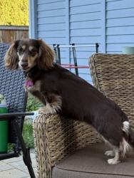 Lost Female Dog last seen 15th Ave SE & 241st St SE, Bothell, WA 98021