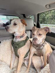 Lost Male Dog last seen Whiskey Run, Muncy Valley, PA 17758