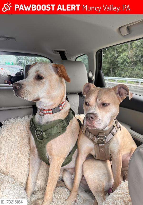 Lost Male Dog last seen Whiskey Run, Muncy Valley, PA 17758