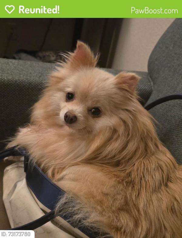Reunited Female Dog last seen Rush Street & Cogswell Road, South El Monte, CA 91733