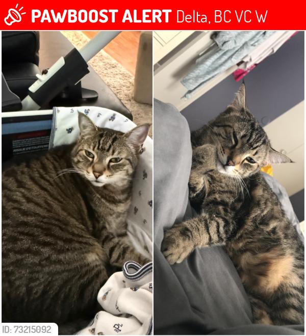 Lost Female Cat last seen 85th Avenue, Delta, BC V4C 4W9