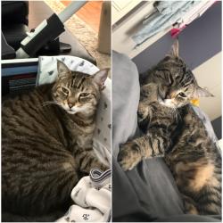 Lost Female Cat last seen 85th Avenue, Delta, BC V4C 4W9