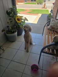 Reunited Female Dog last seen Near James Grant Dr, El Paso, TX 79936, USA, El Paso, TX 79936