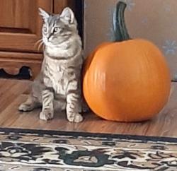 Lost Male Cat last seen Phillips Ave New Bern, New Bern, NC 28562