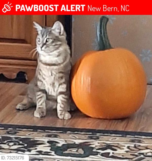 Lost Male Cat last seen Phillips Ave New Bern, New Bern, NC 28562