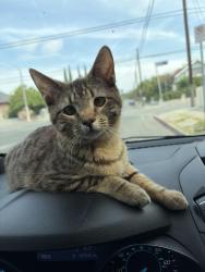 Reunited Male Cat last seen Baldwin and Johnston. St, Los Angeles, CA 90031