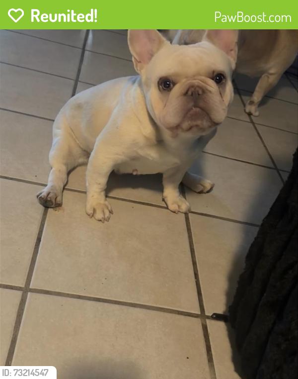 Reunited Female Dog last seen Stewart and Nellis and bonanza and nellis, Las Vegas, NV 89110