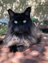Reunited Female Cat last seen Collingswood Dr, in our backyard, near Arrowhead Dr, Littleton, CO 80130