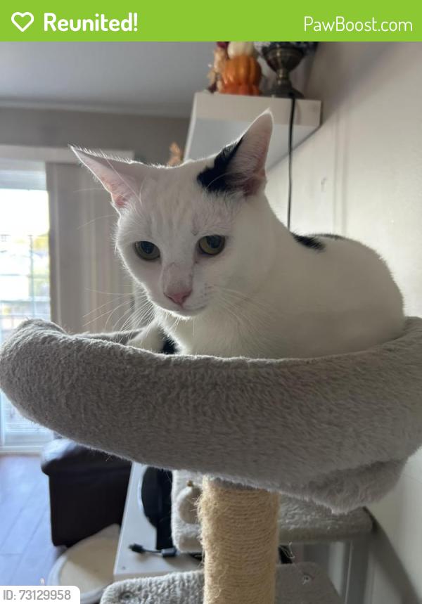 Reunited Male Cat last seen elmwood drive and connolly street, Moncton, NB E1A 3K7
