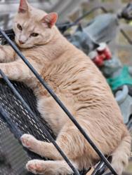 Lost Male Cat last seen Near Bay Hill Ct, New Bern, NC 28562