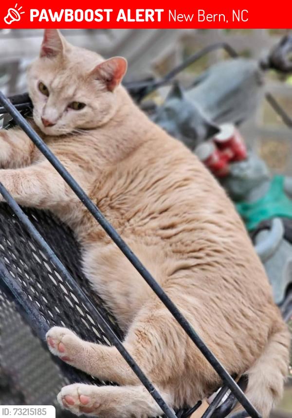Lost Male Cat last seen Near Bay Hill Ct, New Bern, NC 28562