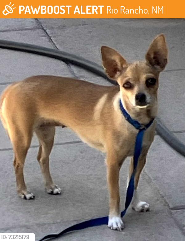 Found/Stray Female Dog last seen Haynes Park, Rio Rancho, NM 87124