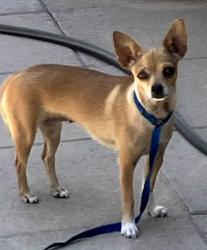 Found/Stray Female Dog last seen Haynes Park, Rio Rancho, NM 87124