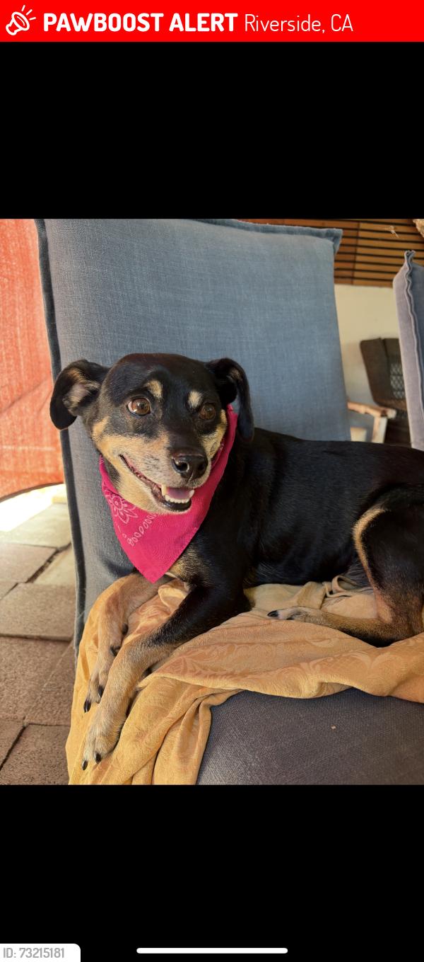 Lost Male Dog last seen Tyler st. & river bottom, Riverside, CA 92501