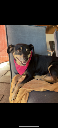 Lost Male Dog last seen Tyler st. & river bottom, Riverside, CA 92501