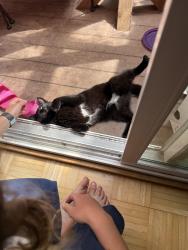Reunited Male Cat last seen Fairmont Pacifica, Pacifica, CA 94044