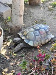 Lost Male Reptile last seen MARINE AVE AND INGLEWOOD, Lawndale, CA 90260
