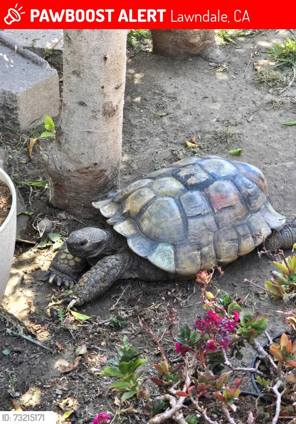 Lost Male Reptile last seen MARINE AVE AND INGLEWOOD, Lawndale, CA 90260