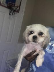 Reunited Male Dog last seen Ventura, San Antonio, TX 78244