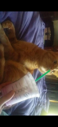 Lost Male Cat last seen Near Yerba way, Lincoln, CA 95648
