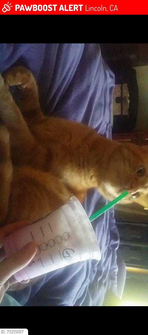 Lost Male Cat last seen Near Yerba way, Lincoln, CA 95648
