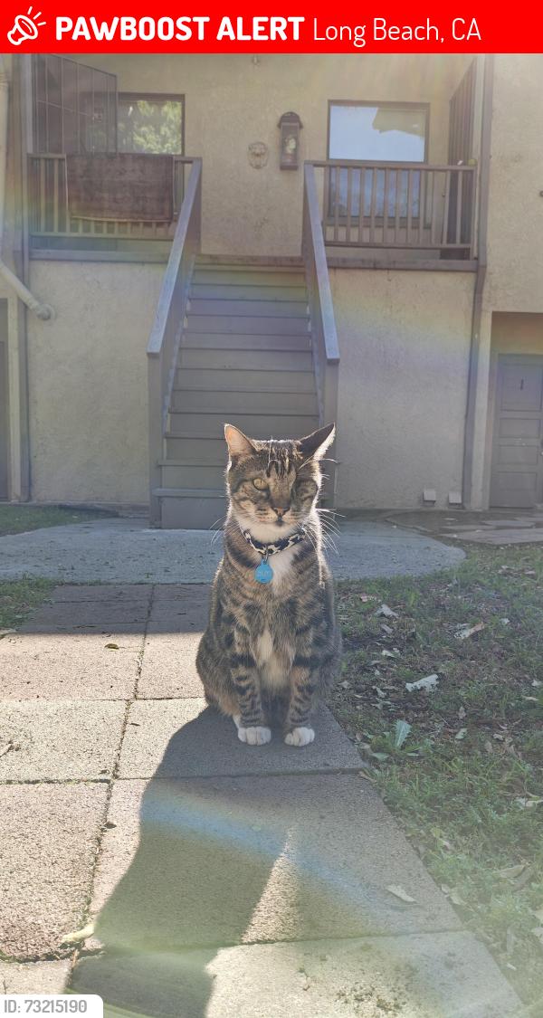 Lost Male Cat last seen Drake Park, Long Beach, CA 90813
