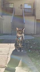Lost Male Cat last seen Drake Park, Long Beach, CA 90813