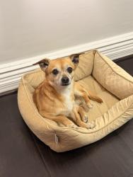 Lost Male Dog last seen muncy rd, Greater Landover, MD 20785