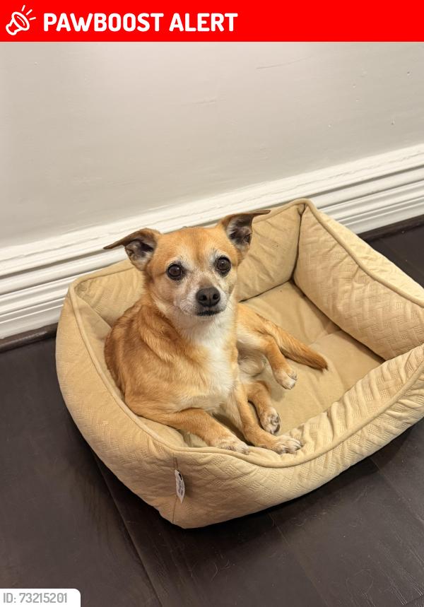 Lost Male Dog last seen muncy rd, Greater Landover, MD 20785