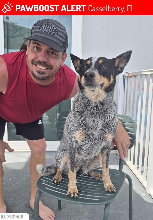 Lost Female Dog last seen Lakeshore Dr Casselberry, Casselberry, FL 32707