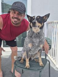 Lost Female Dog last seen Lakeshore Dr Casselberry, Casselberry, FL 32707