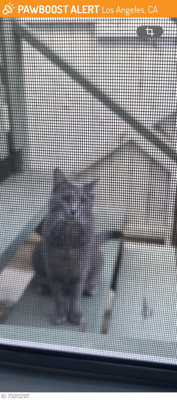 Found/Stray Unknown Cat last seen Holman Ave., Los Angeles, CA 90024