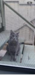 Found/Stray Unknown Cat last seen Holman Ave., Los Angeles, CA 90024