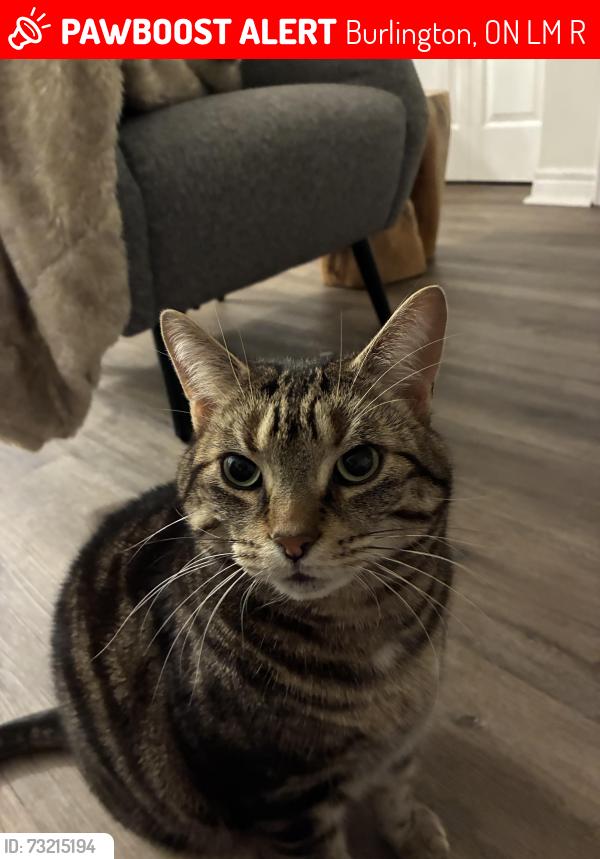 Lost Male Cat last seen Foxwood Drive, Burlington, ON L7M 4R4