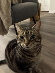Lost Male Cat last seen Foxwood Drive, Burlington, ON L7M 4R4